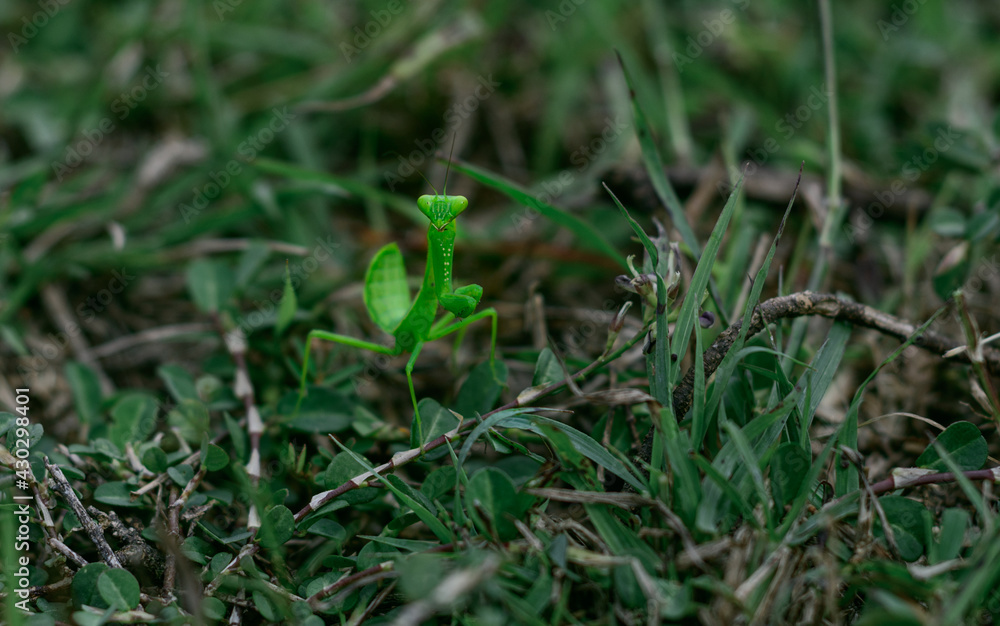 Green grasshopper on the ground looking for a prey. Green grasshopper on the ground looking for a prey.