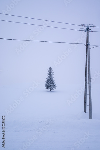 冬の美瑛町クリスマスツリーの木  © TATSUYA UEDA