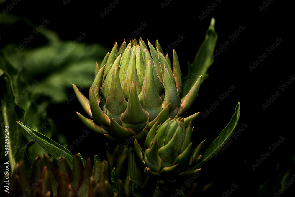 artichoke on a green background artichoke on a green background