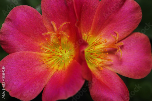 A closeup macro shot of beautiful pink flowers with what looks like a tiny starfish in the middle