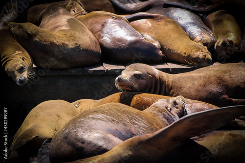 Herd of sea lions with no social distancing