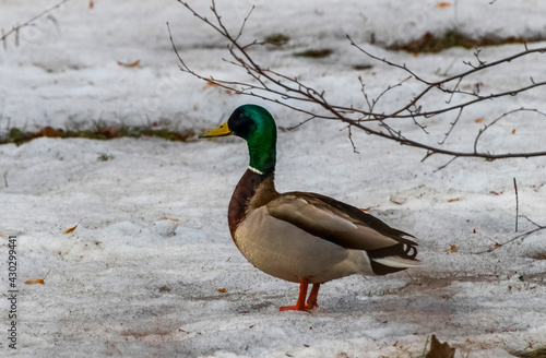 duck on the snow