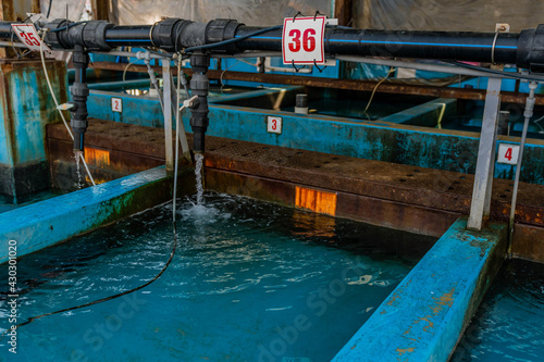 Water filling storage tanks for live fish at industrial fishing port.