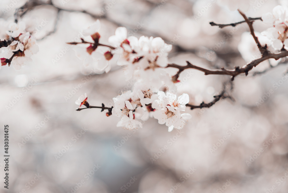 Spring blooming sakura cherry flowers branch in white garden. Spring concept.