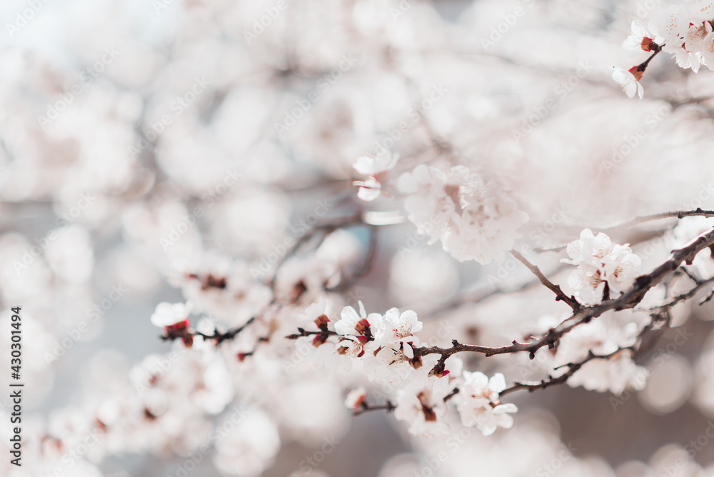 Spring blooming sakura cherry flowers branch in white garden. Spring concept. Spring blooming sakura cherry flowers branch in white garden. Spring concept.