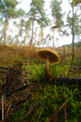 woodland mushrooms