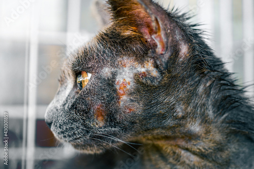 Close up of cat face allergic fungal skin disease , Atypical dermatitis in a domestic cat , bacteria infections animal