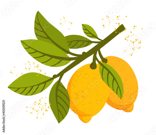 Lemon tree branch with fruits and leaves isolated on white background. Fresh citrus. Exotical tropical plant. Modern design for card, package, logo, web or print. Flat vector illustration.