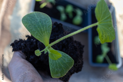 Vorgezogene junge Kürbis Pflanzen in den eigenen Garten einpflanzen