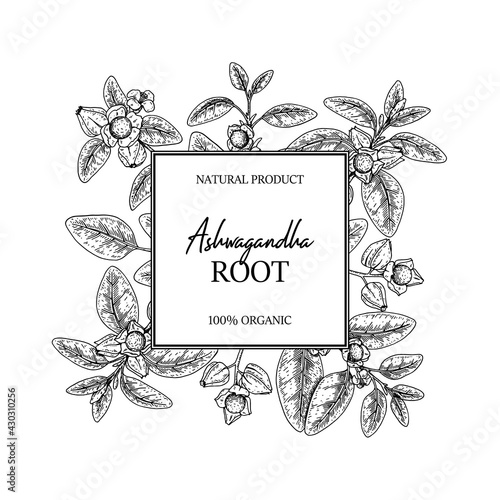 Hand drawn Ashwagandha design with branches and berries isolated on white background. Vector illustration in sketch style.