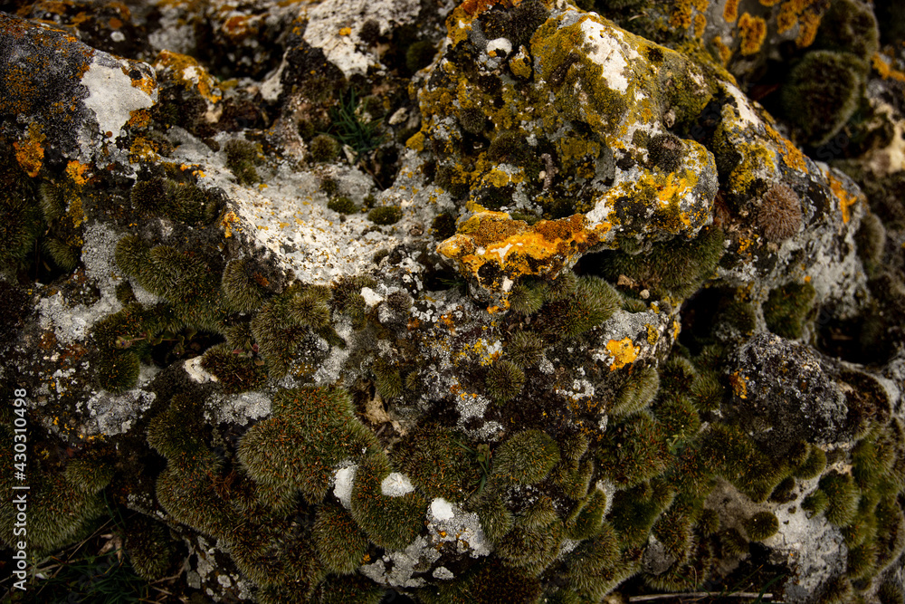 Green moss growing on a rock