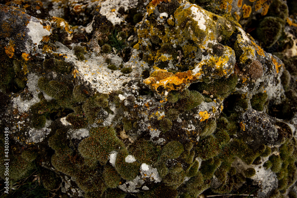Green moss growing on a rock Green moss growing on a rock