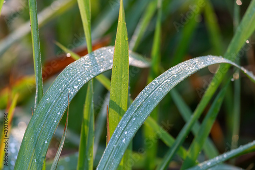Close-up Beautiful morning dew drops on green grass. Looking fresh, lively.