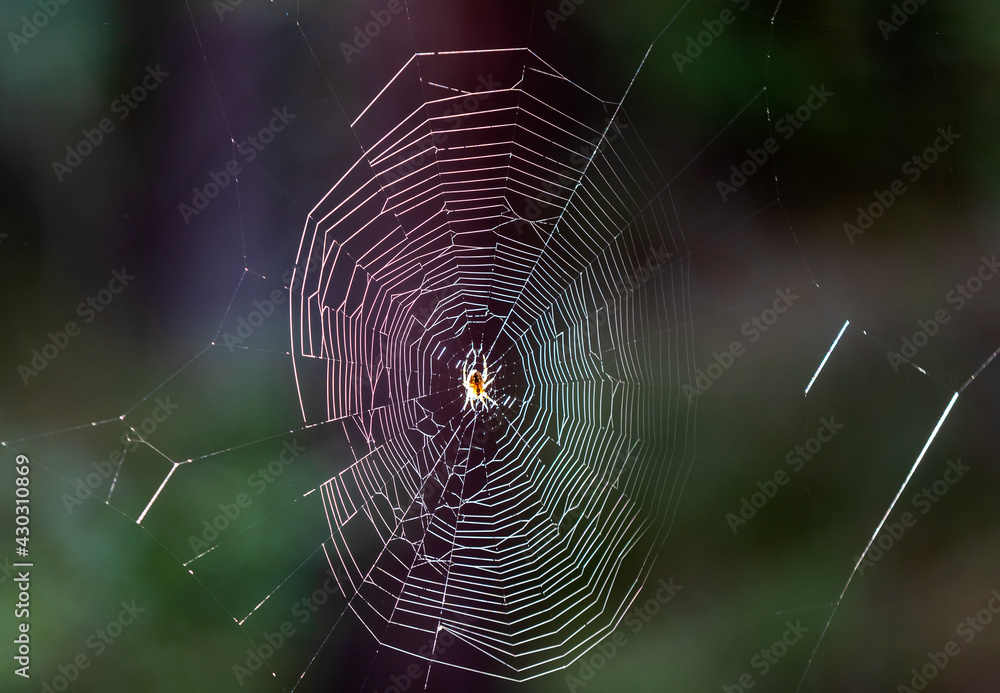 Cobweb with dew into the afternoon light Cobweb with dew into the afternoon light