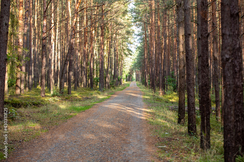 A forest road among the fragrances of pines on the Vistula Spit between Jantar and Stegna. Poland
