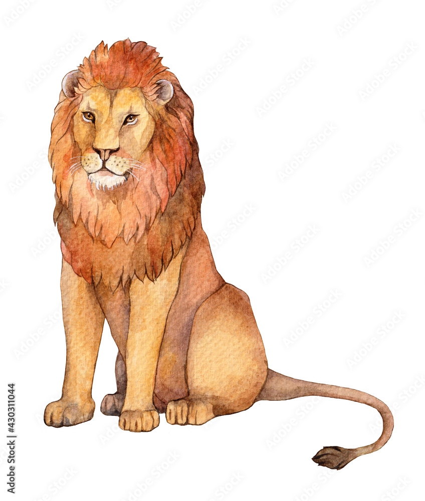 Obraz premium Watercolor lion sits. Hand drawn illustration isolated on white background.