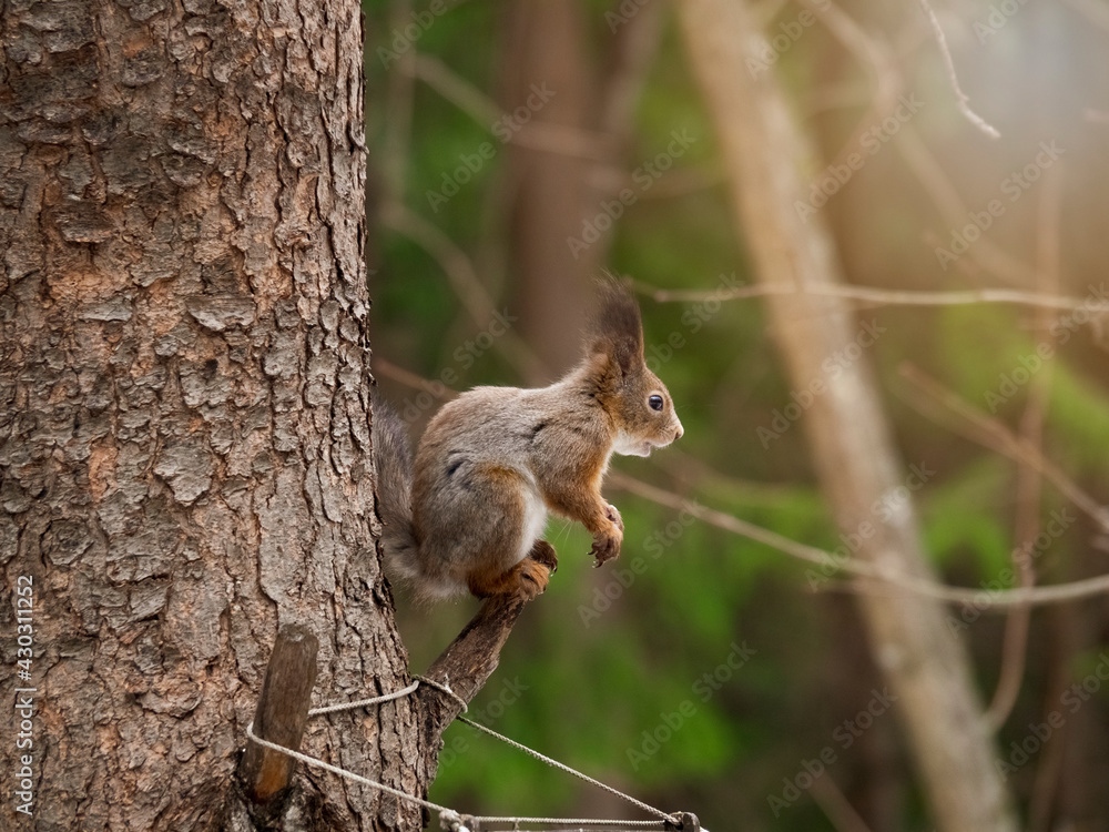 Gray or red squirrel during the spring coat color change. The animal sits on a pine tree and poses for the camera for food. The concept of a postcard or advertisement with animals. Copy space. Gray or red squirrel during the spring coat color change. The animal sits on a pine tree and poses for the camera for food. The concept of a postcard or advertisement with animals. Copy space.
