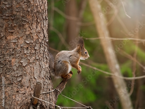 Gray or red squirrel during the spring coat color change. The animal sits on a pine tree and poses for the camera for food. The concept of a postcard or advertisement with animals. Copy space. © Azovsky