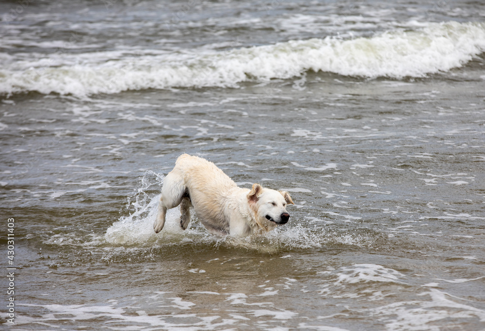 Golden retriever plays in the water on the beach Golden retriever plays in the water on the beach