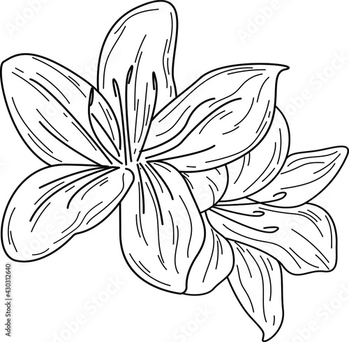 Doodle lily isolated line flower. Hand drawn vector illustration coloring. Sketch for a tattoo.