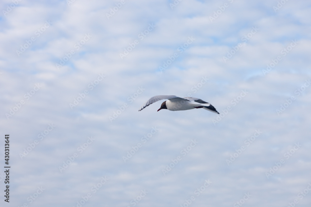 Island of Ameland (Friesland/Fryslan, The Netherlands): sea gull Island of Ameland (Friesland/Fryslan, The Netherlands): sea gull