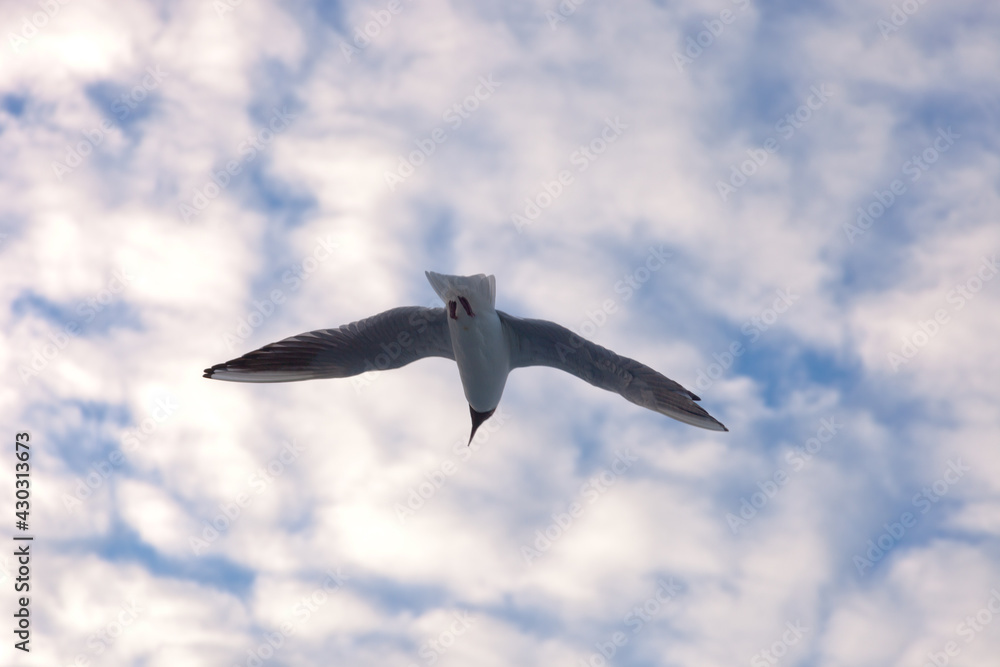 Island of Ameland (Friesland/Fryslan, The Netherlands): sea gull Island of Ameland (Friesland/Fryslan, The Netherlands): sea gull
