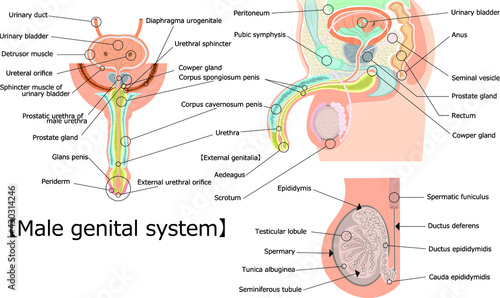 男性生殖器 イラスト