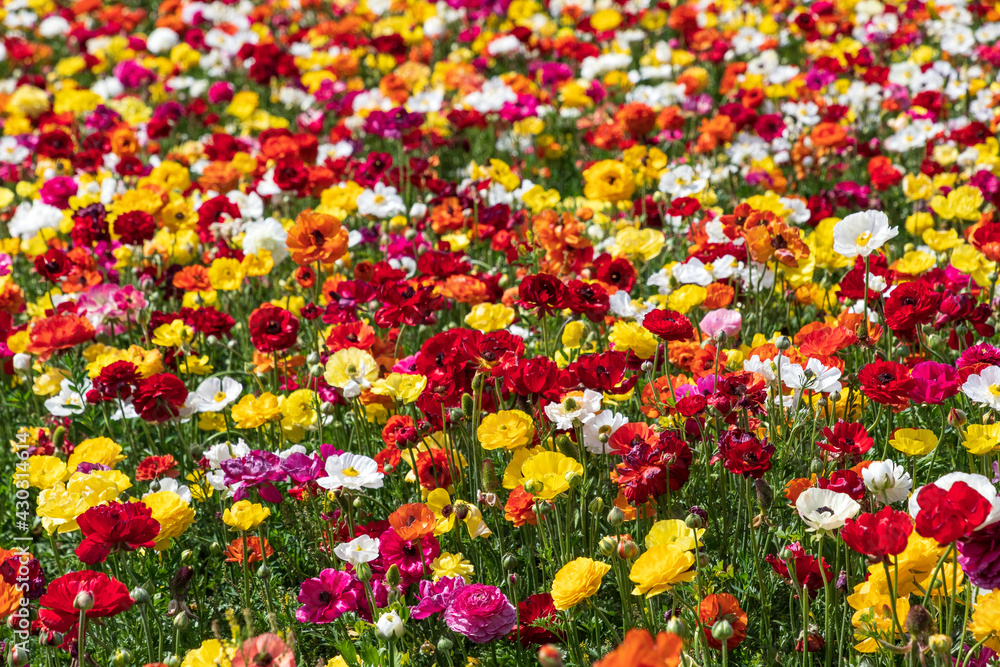 Fields of flowering multi-colored garden cultivated buttercups.