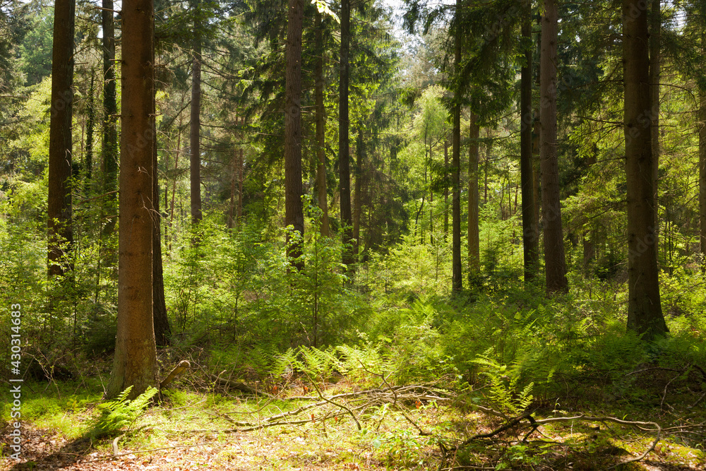 Fototapeta premium Forest between Buinen and Exloo in The Netherlands