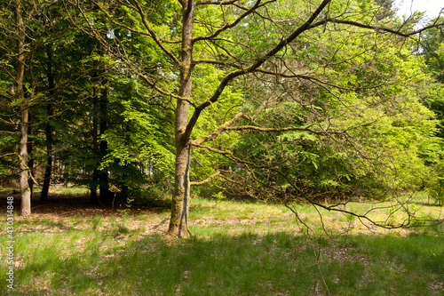 Forest between Buinen and Exloo in The Netherlands