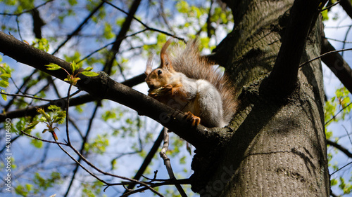 squirrel in the park © Alexander