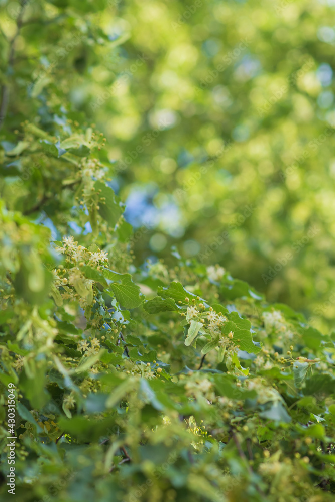 Yellow flowering branches of linden trees. Beautiful spring nature background.Image with selective focus. Yellow flowering branches of linden trees. Beautiful spring nature background.Image with selective focus.