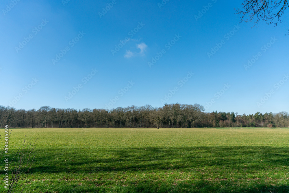 Fototapeta premium Trees in field near Modderkolk in Loenen, The Netherlands.