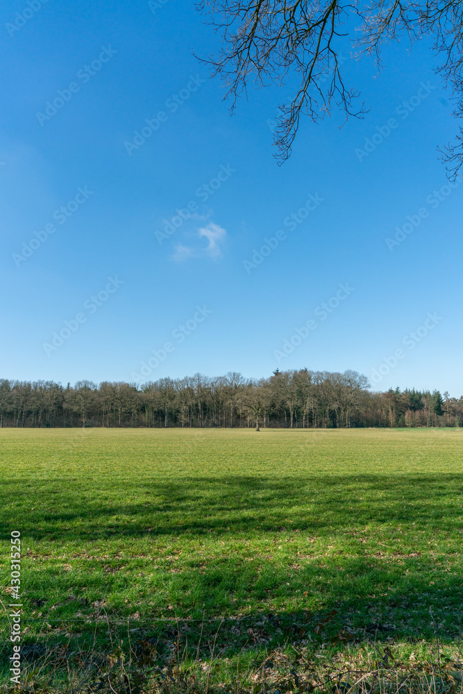 Fototapeta premium Trees in field near Modderkolk in Loenen, The Netherlands.