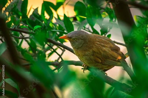 Jungle babbler (Argya striata) in perch, sitting on branches of orange or lemon tree. Bird hiding in green leaves in natural habitat at forest on blur, bright light environment Copy space background. photo