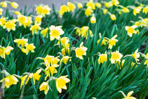 background of daffodils blooming in the garden in spring