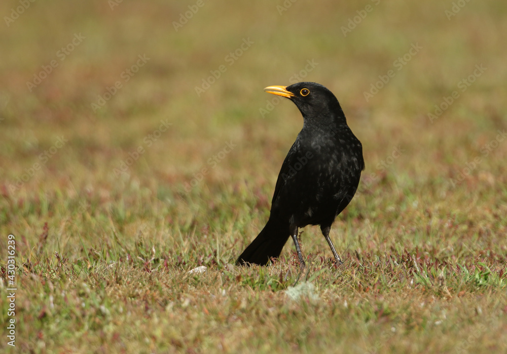 A stunning male Blackbird, Turdus merula, hunting for earthworms in the grass. A stunning male Blackbird, Turdus merula, hunting for earthworms in the grass.