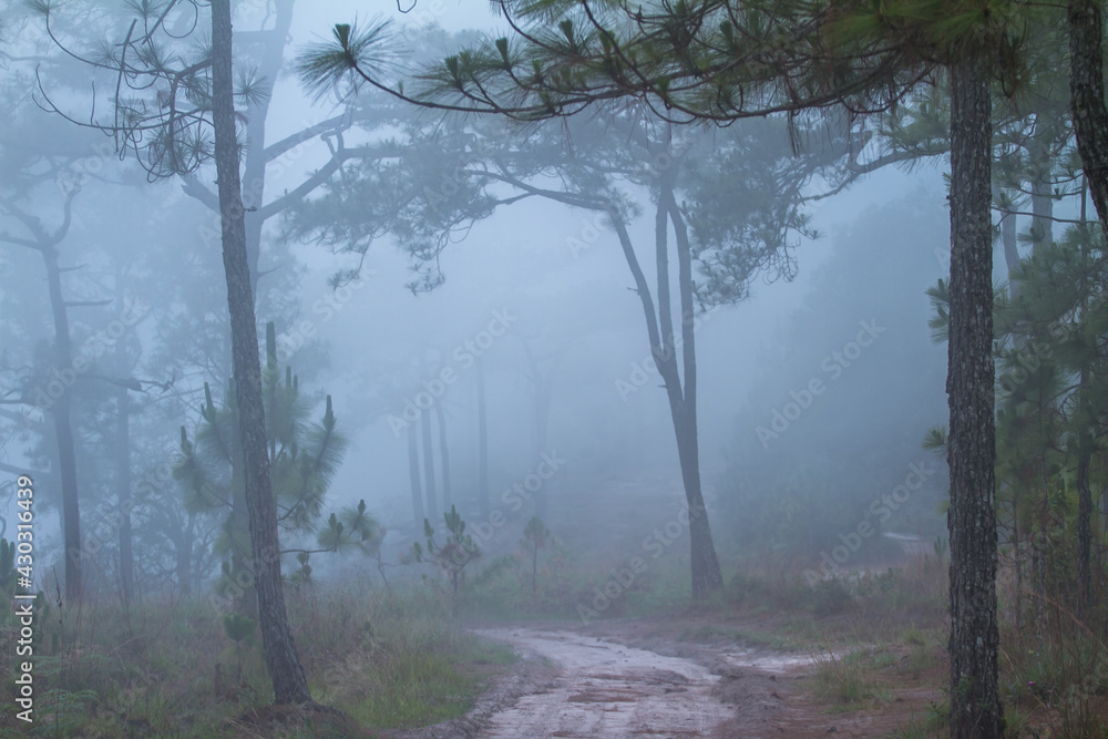 Fototapeta premium fog in the forest