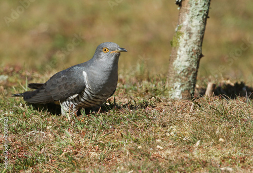 A stunning Cuckoo, Cuculus canorus, searching on the ground in a meadow for food.
