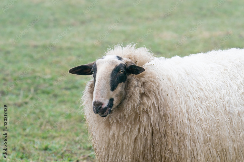 One sheep in the mist. The sheep looks into the camera, detail shot, part of body. Sheep stands in the spring grass. Agriculture and extensive traditional sheep breeding One sheep in the mist. The sheep looks into the camera, detail shot, part of body. Sheep stands in the spring grass. Agriculture and extensive traditional sheep breeding