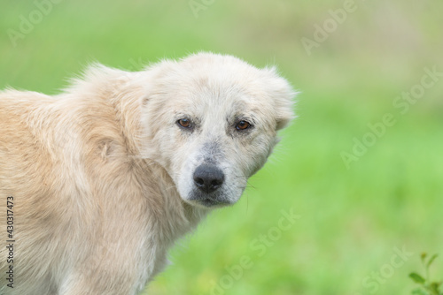 Caucasian Shepherd Dog © Vastram