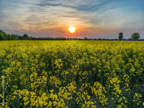 Countryside landscape at sunset with field of yellow flowers 