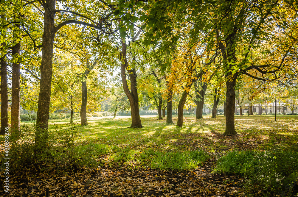 City park in Novi Sad in the autumn period of the year. Autumn landscape with sunny trees in the city park City park in Novi Sad in the autumn period of the year. Autumn landscape with sunny trees in the city park
