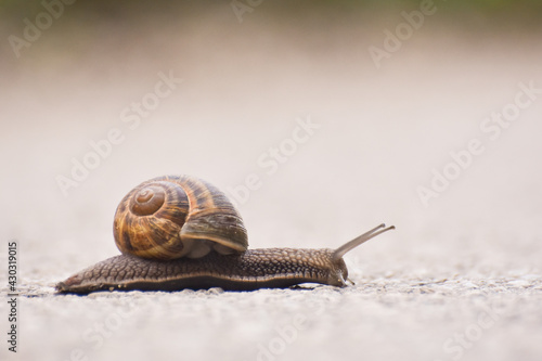 Big snail in shell crawling on road. Helix pomatia on asphalt road, Burgundy snail © Ivan