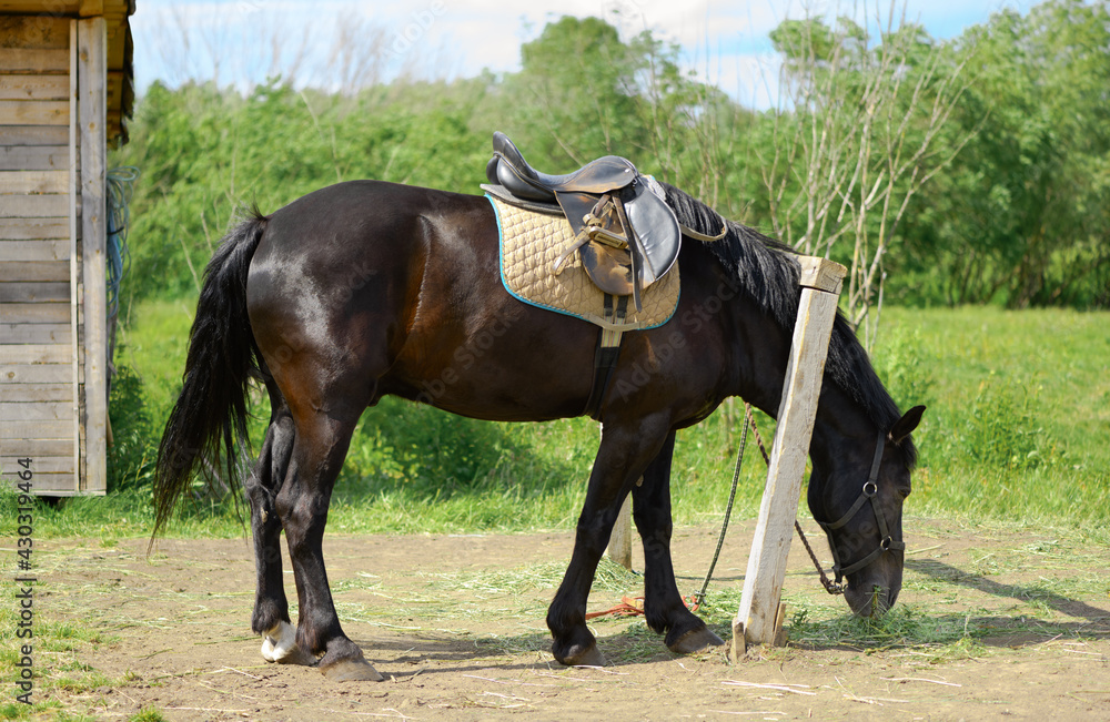 Horse with a old leather saddle is eating the hay next to a hitching post. Horse with a old leather saddle is eating the hay next to a hitching post.