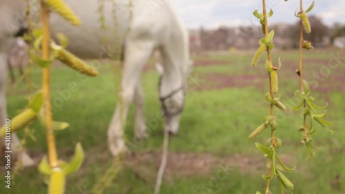 A beautiful white horse eats green grass in the meadow. Cloudy sunny skies. nature blurred background, saver footage. The tree willow branches with leaves in the front view.