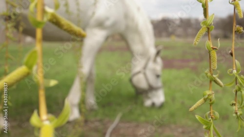 A beautiful white horse eats green grass in the meadow. Cloudy sunny skies. nature blurred background, screensaver close up
