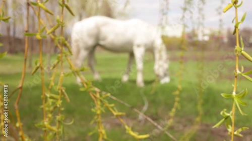 A beautiful white horse eats green grass in the meadow. Cloudy sunny skies. nature blurred background, screensaver