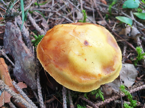 Yellow mushroom suillus clintonianus grows in a coniferous forest.