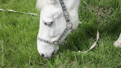 A beautiful white horse eats green grass in the meadow. Cloudy sunny skies. nature bridle. Animal on a rope